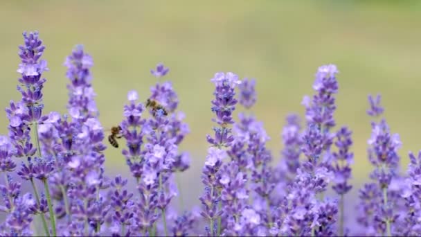 Пчелы в лаванде (Lavandula angustifolia ) — стоковое видео