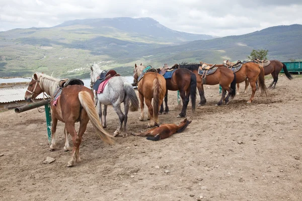 Cavalos — Fotografia de Stock