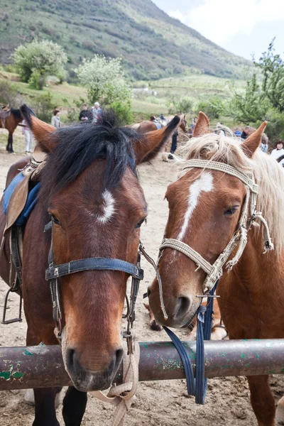 Caballos Imagen de archivo