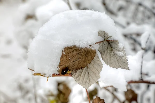 Feuilles sous la neige — Photo