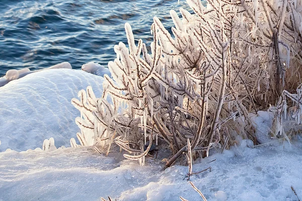 树枝上的冰 — 图库照片