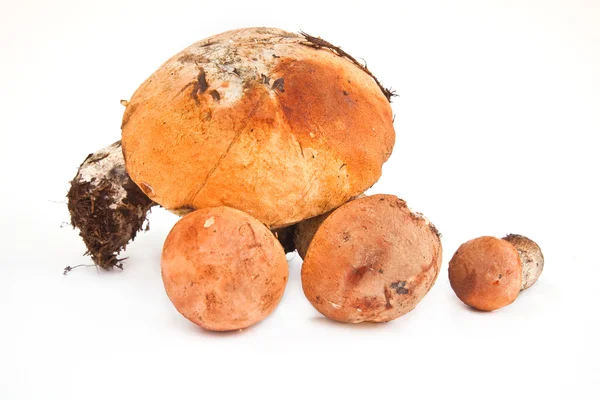 Mushrooms on a white background — Stock Photo, Image