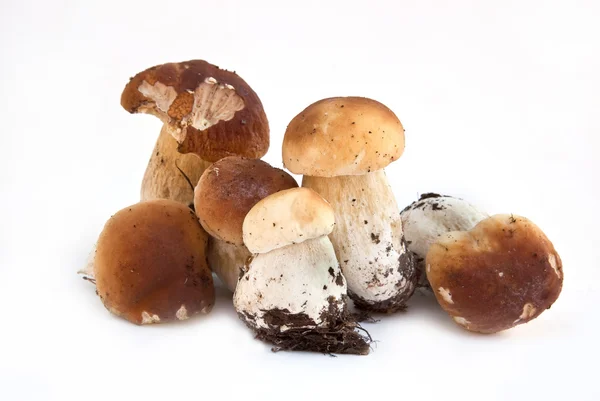 Fungus is the boletus — Stock Photo, Image