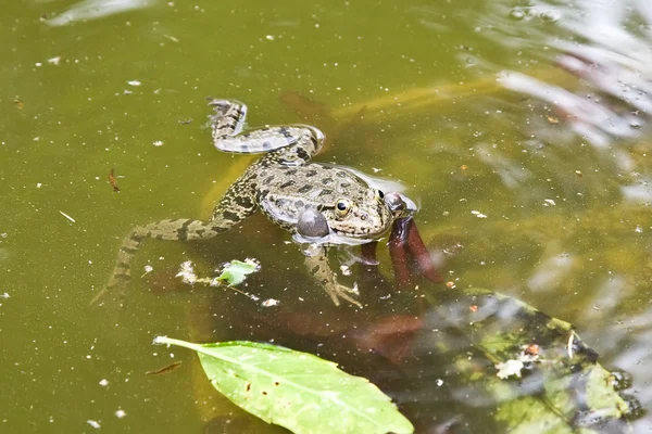 Озерно жаба — стокове фото