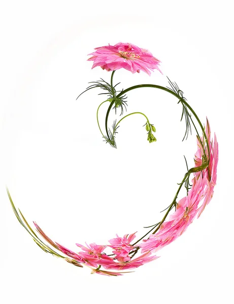 Розовая Найджелла. Нигелла сатива L . — стоковое фото