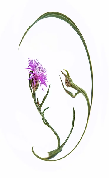 Meadow Knapweed. Centaurea jacea — Foto Stock