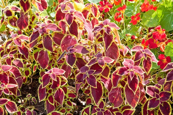 Dekoratif ısırgan. Coleus — Stok fotoğraf