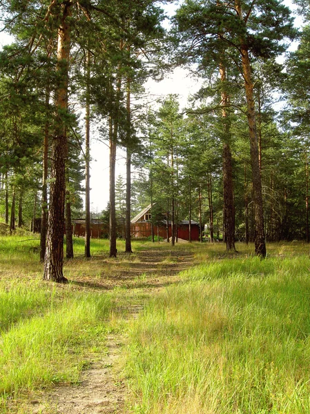 In the pines — Stock Photo, Image