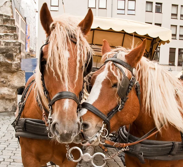 Squadra di cavallo — Foto Stock