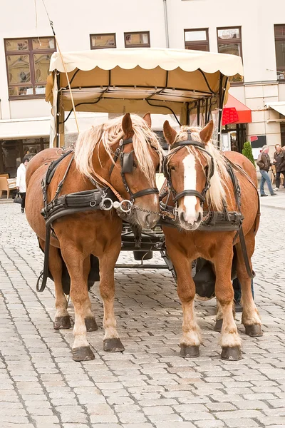 Squadra di cavallo — Foto Stock