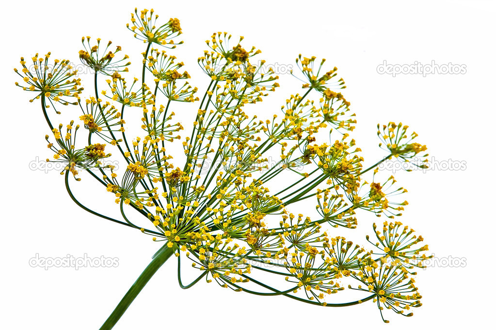 Dill inflorescence Stock Photo by ©ppl1958 30869009