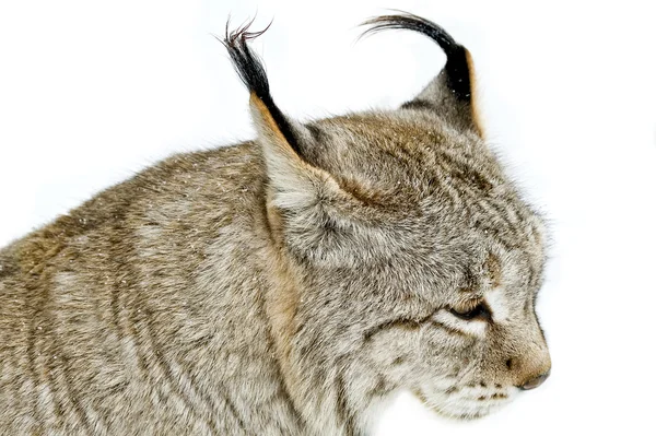 Eurasischer Luchs — Stockfoto