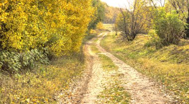 sonbahar orman yolu. HDR