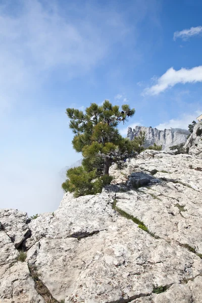 Pinheiro em um precipício — Fotografia de Stock