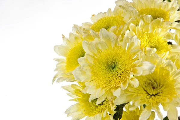 Chrysanthemen sind gebündelt. Offene Komposition — Stockfoto