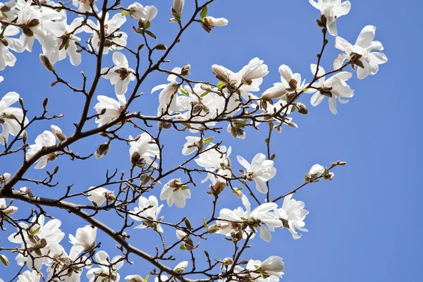 Flowering magnolia — Stock Photo, Image