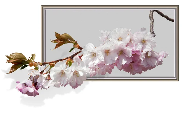 Třešňové květy. koláž — Stock fotografie