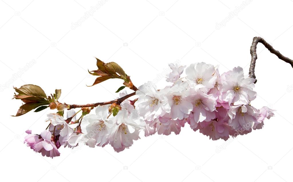 Cherry blossoms