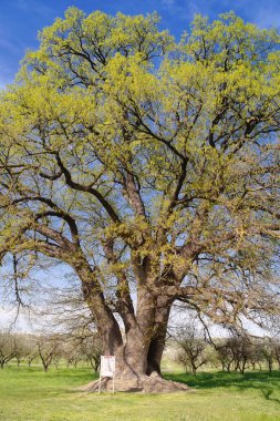8 - yüz yıllık meşe