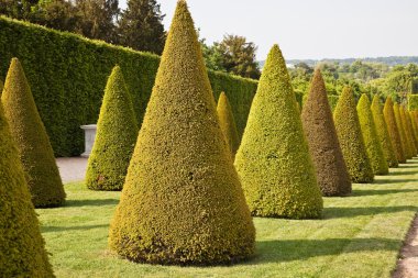 Saray parkta bitkiler vardır