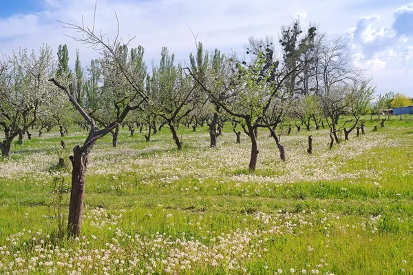 Orchard案 — 图库照片