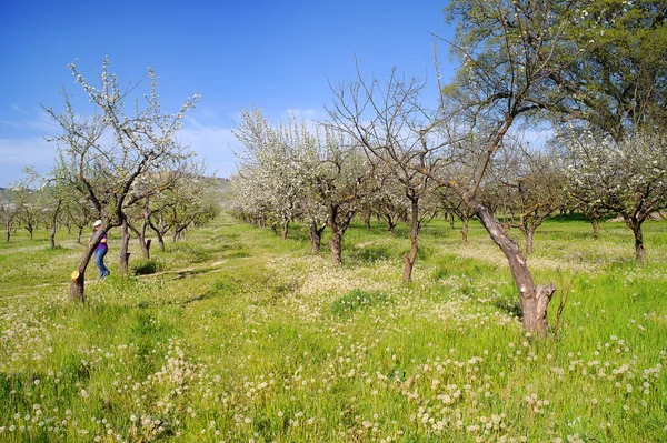 Boomgaard — Stockfoto