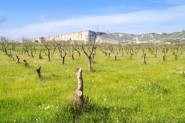 Tidigare orchard — Stockfoto