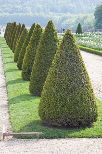 Pflanzen stehen im Schlosspark — Stockfoto