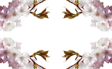 kiraz çiçekleri. kolaj