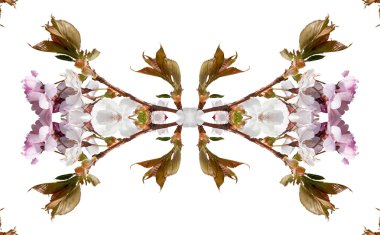 kiraz çiçekleri. kolaj