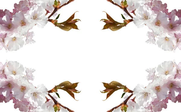 Fiori di ciliegio. Collage — Foto Stock