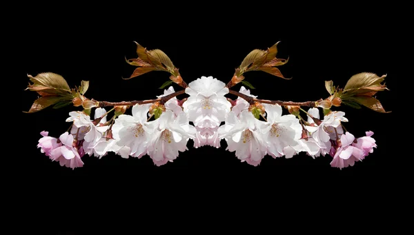 Flores de cerezo. Collage. —  Fotos de Stock