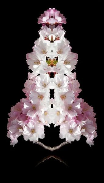 Třešňové květy. koláž — Stock fotografie