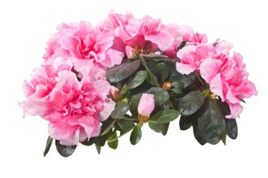 Azalea