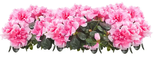 Azalea. Collage — Stockfoto