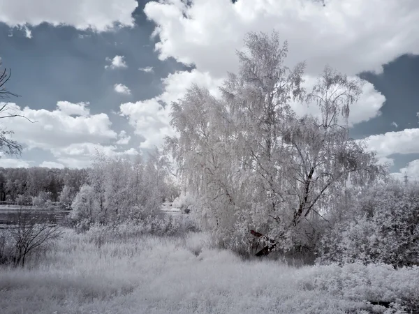 White birch — Stock Photo, Image