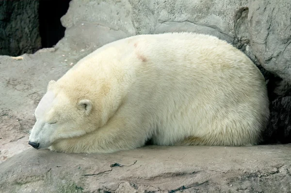 Orso polare — Foto Stock