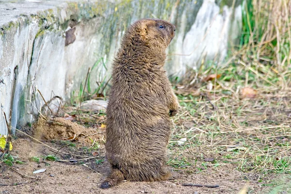 Marmota de Bobak — Fotografia de Stock