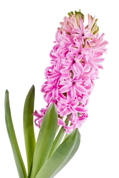 Blommande hyacint — Stockfoto