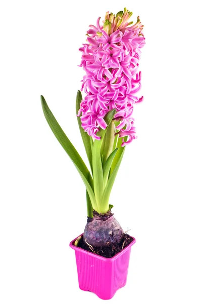 Flowering hyacinth — Stock Photo, Image