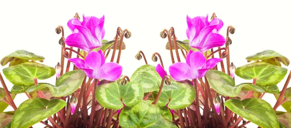 Cyclamen. Collage — Stock Photo, Image