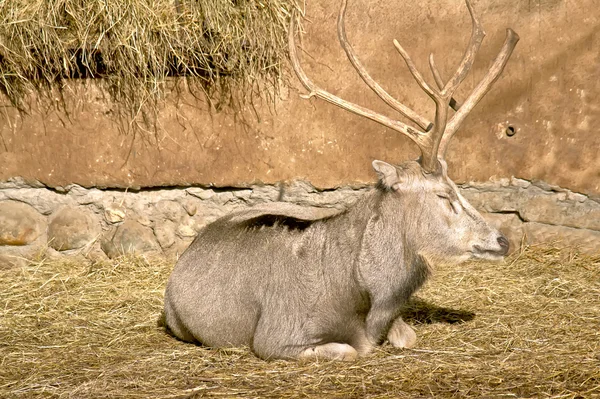 Pere David's deer — Stockfoto