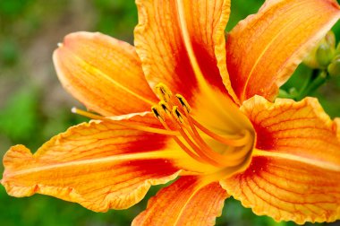 Daylily