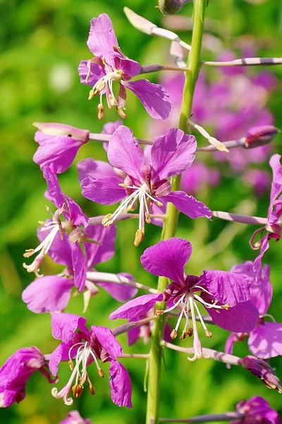 ดอกไม้คือ Willowherb — ภาพถ่ายสต็อก