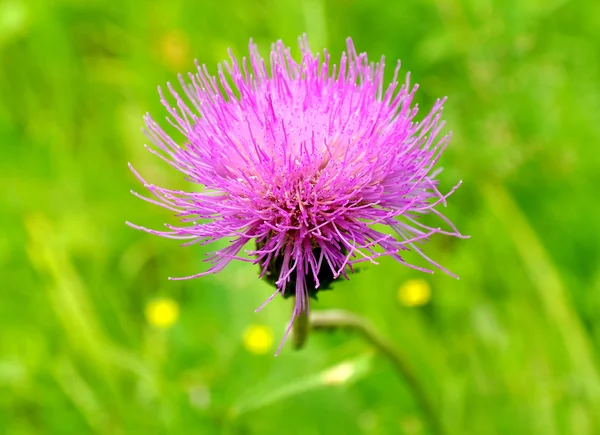 Cirsium — Stockfoto