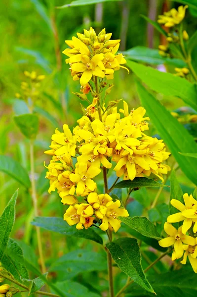 Hypericum — Stock Photo, Image