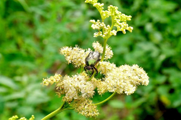 Kever op een bloem — Stockfoto