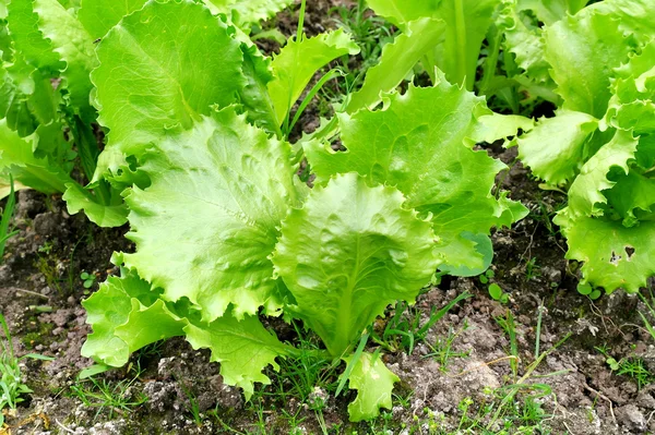 Lettuce — Stock Photo, Image