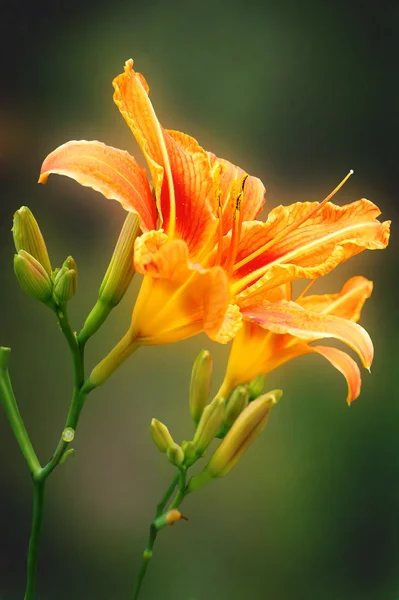 Daylily — Stok fotoğraf