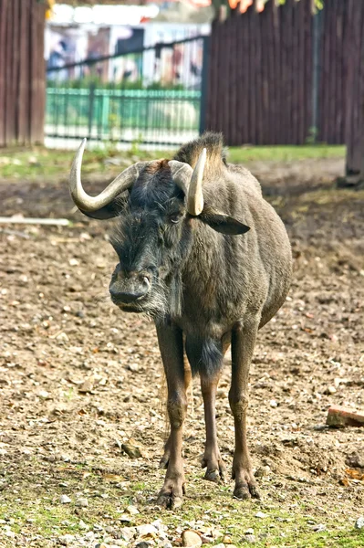 Antylopa Bielik gnue — Zdjęcie stockowe